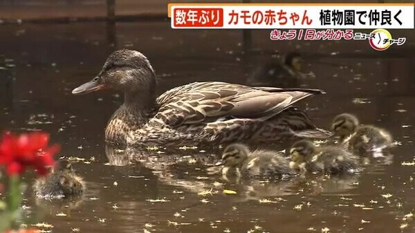 数年ぶり ７羽のカモの赤ちゃん 親ガモと仲良く 来園客ら楽しませる 福岡市植物園