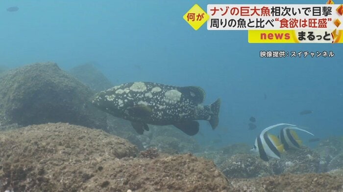 白いまだら模様がある体は大きく、その食欲は旺盛だという