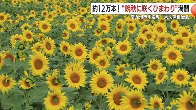 約12万本のひまわりが咲き誇る