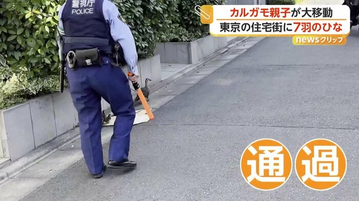 段ボールの上を通過するカルガモたち