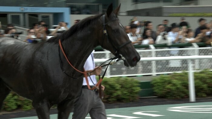 野路菊Sを快勝したアランカール