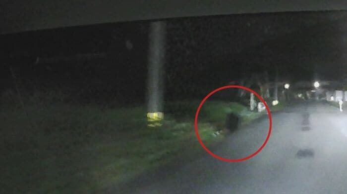 ドライブレコーダーの映像にクマの姿（胎内市）