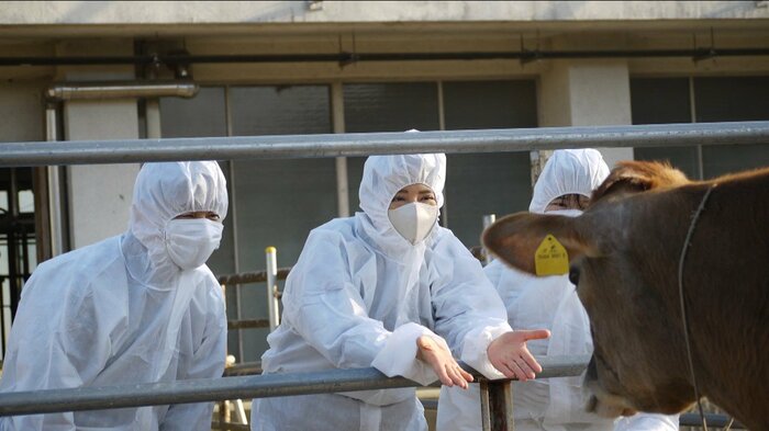 防護服を着用して牛とふれあう両陛下と愛子さま(御料牧場にて、宮内庁提供)