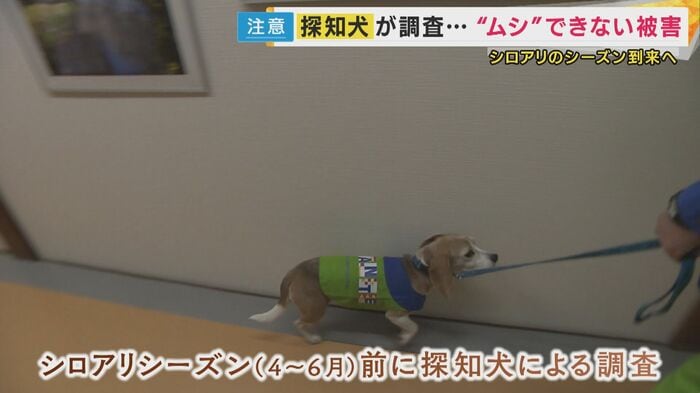 シロアリ探知犬のアリスちゃん