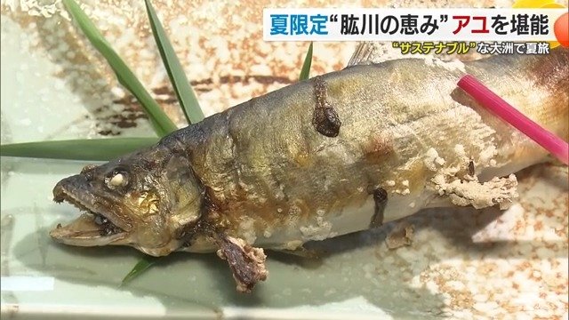 夏が旬のアユ