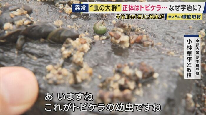 トビケラの幼虫