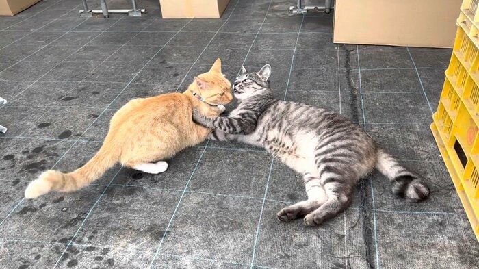 じゃれ合う2匹