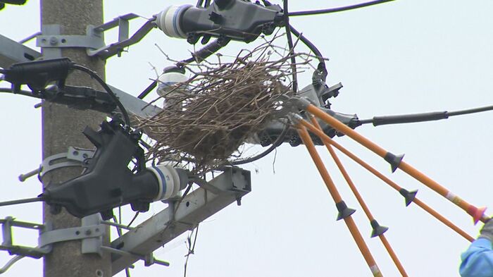 カラスの巣を撤去（デモンストレーション）