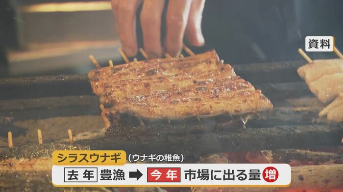 シラスウナギの豊漁で市場に出回る量が大幅増