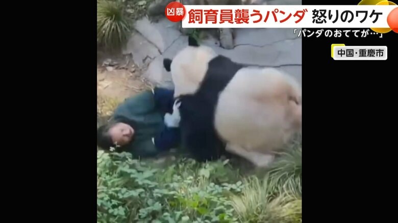 ジャイアントパンダが飼育員を襲う　前足をドアに挟まれ“攻撃的”に…カメラが捉えた緊迫の瞬間　中国・重慶市｜FNNプライムオンライン