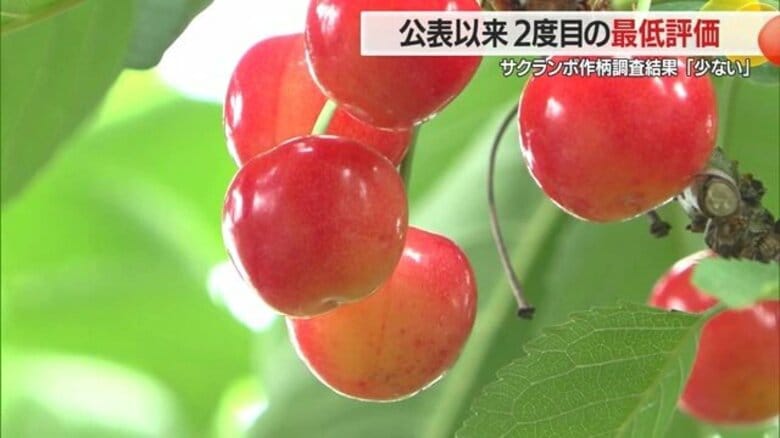 ことしもか…サクランボ過去2度目の最低評価「少ない」　収穫量平年の7～8割見込み　実のつき具合は昨年・平年下回る1.3個【山形発】｜FNNプライムオンライン