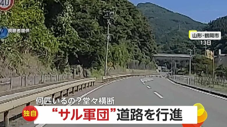 【独自】“鶴岡サル軍団のお通りだ” 20匹以上が道路を堂々行進　子供おんぶした猿の姿も　「サル！？」驚きの声上げるドライバー　山形・鶴岡市｜FNNプライムオンライン