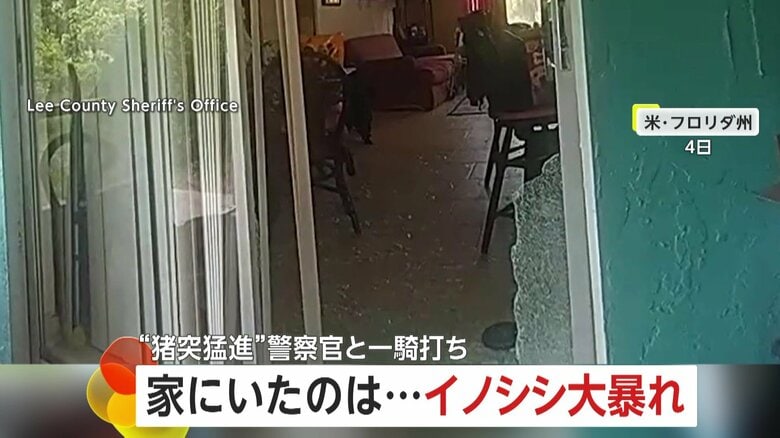 「130kg以上はあるな…」巨大イノシシが家の中で大暴れ　“敵意むき出し”警察官に猪突猛進の一騎打ち　アメリカ・フロリダ州｜FNNプライムオンライン