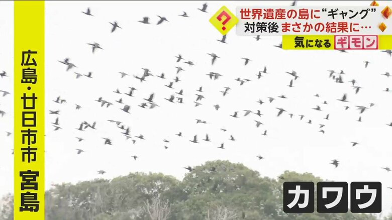 世界遺産の島・宮島に“黒いギャング”　大群のカワウが原生林を枯らす　対策も効果なし　広島・廿日市市｜FNNプライムオンライン