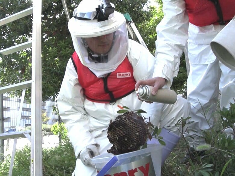 ハンガーにぶら下がる珍しい巣も…超危険生物『スズメバチ』の駆除に密着 秋に凶暴化する理由が現場で明らかに｜FNNプライムオンライン