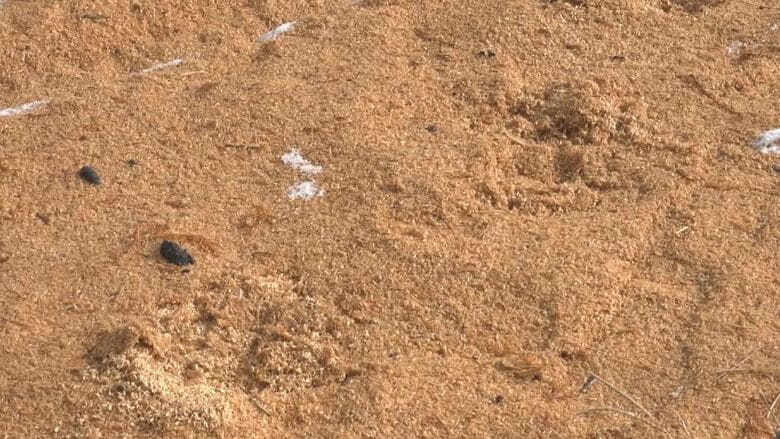 クマが子どもの通学時間帯に　目撃者「住宅街に…130センチくらい」　同時間帯に複数の目撃情報　周辺に足跡も　市や警察がパトロール　長野・大町市｜FNNプライムオンライン