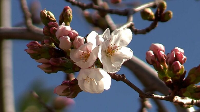 実はお花見に必須!? “UVカット”コーデを色彩検定2級の気象予報士がオススメ！｜FNNプライムオンライン