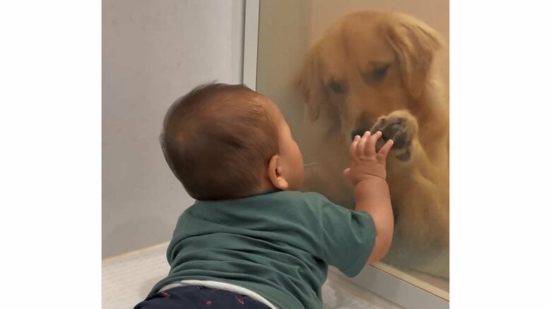 お風呂に入るだけなのに…ドア越しの赤ちゃんと愛犬の様子がまるで“今生の別れ”？毎回のことなのか普段の様子聞いた｜FNNプライムオンライン