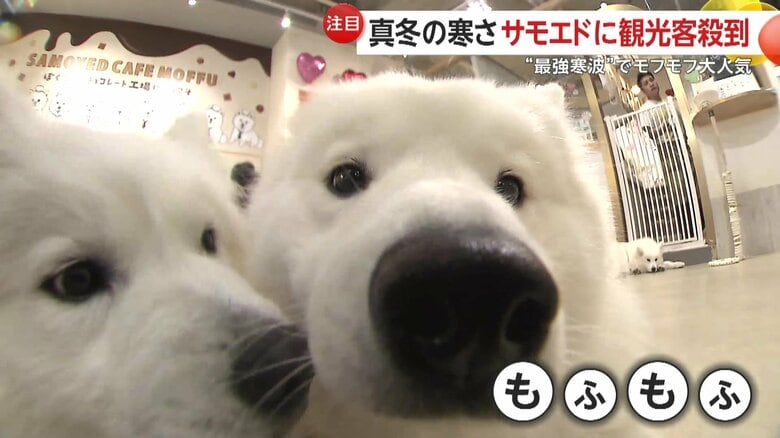 【癒し】「モチモチしててかわいい」寒波のなか“モフモフ”が大人気！「サモエド」カフェに外国人観光客が殺到　本場ロシアでは“暖房代わり”に　東京・渋谷区｜FNNプライムオンライン