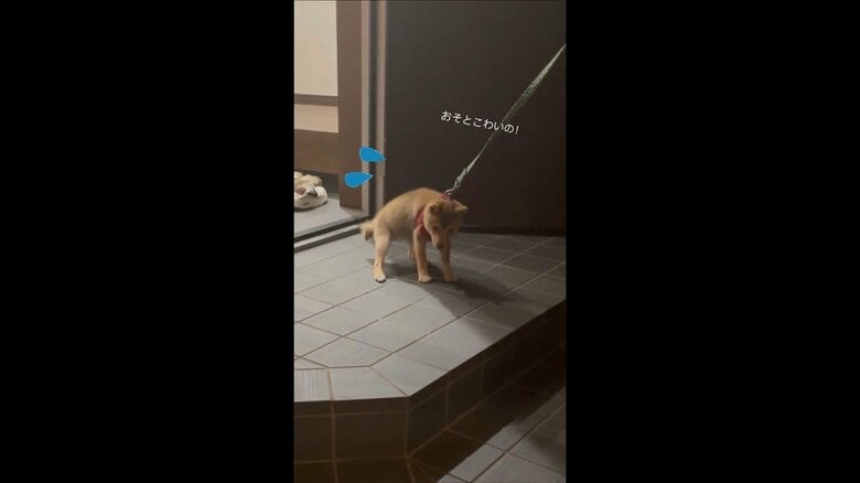 「おそとこわいの！」玄関前で必死に抵抗する子犬が可愛い…散歩デビューはできた？その後を聞いた｜FNNプライムオンライン