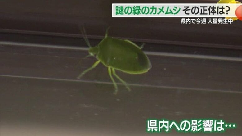 台風に乗って来た？謎の“緑のカメムシ”の正体は…県内で大量発生・果樹への影響は未知　慌てずに対処を！【山形発】｜FNNプライムオンライン