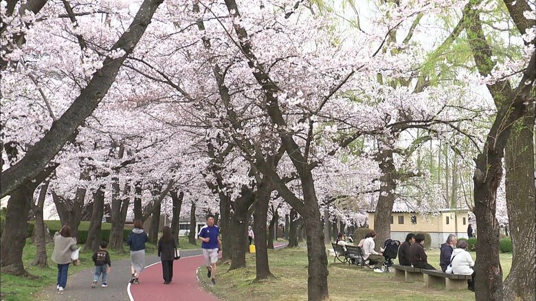 憩いの場に咲き誇る約1300本のサクラ 郡山市・開成山公園《ふくしま桜紀行2025》｜FNNプライムオンライン