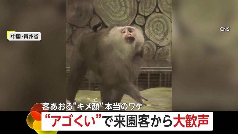 “アゴくい”ポーズに大歓声！「ブタオザル」大人気の“キメ顔”は「人間への威嚇」だった　中国・貴州省｜FNNプライムオンライン
