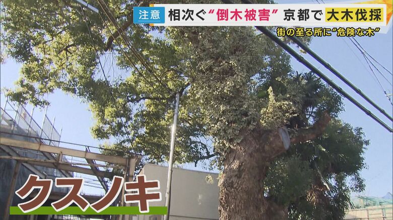 倒木被害が全国で1日14本　高度成長期に植えられた老木　街のシンボル“巨大クスノキ”の最期｜FNNプライムオンライン
