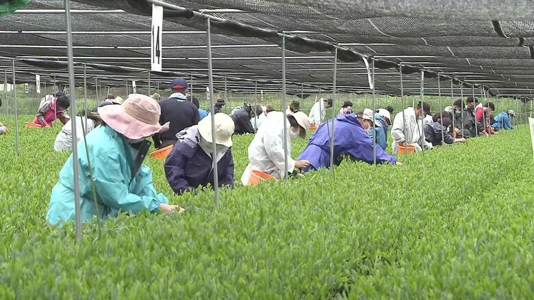 宮崎のお茶が農林水産大臣賞を受賞　“4年ぶり4回目の日本一”に生産者が意気込み「販路拡大目指す」｜FNNプライムオンライン