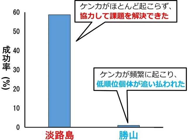 淡路島と勝山のニホンザル集団を対象として実験成功率を比較した図。勝山のニホンザルたちがエサを得た確率はわずか10%にも満たない。