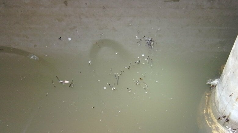 チョウバエの幼虫（株式会社シー・アイ・シー）