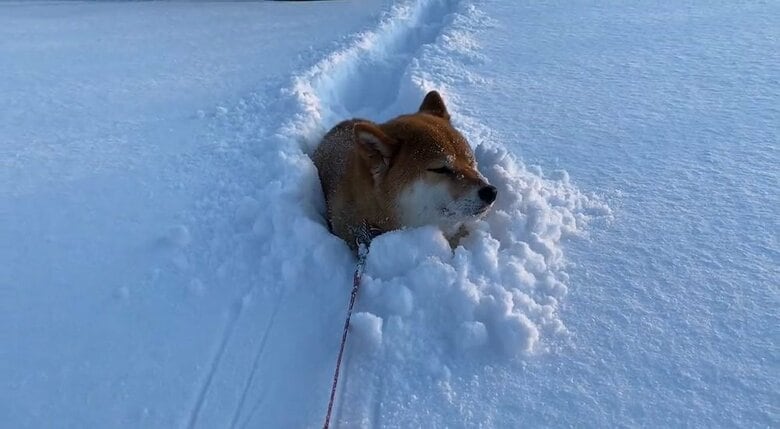 雪にすっぽり埋まってガス欠するぽちちゃん