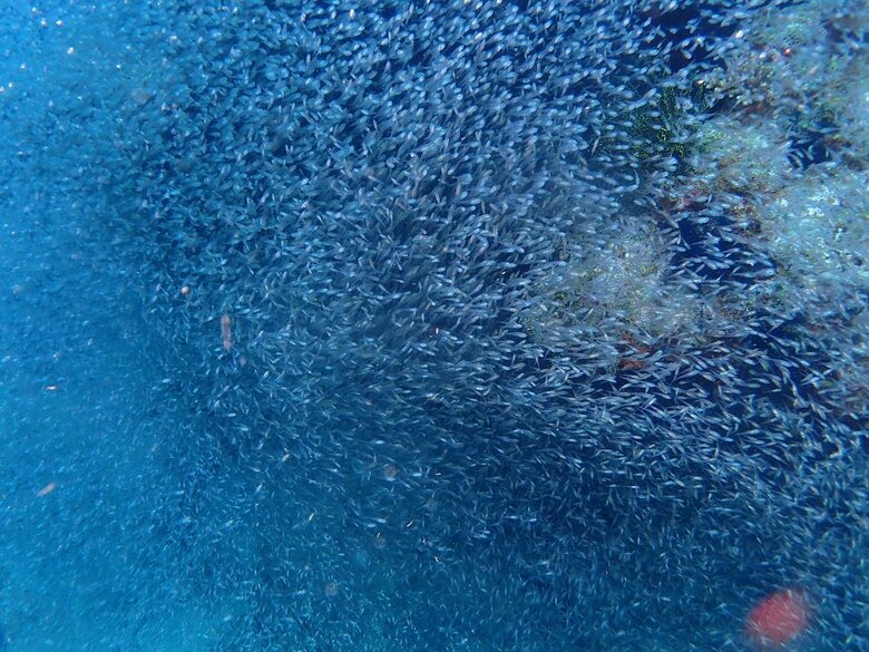 自然界でのキンメモドキ（提供：アクアマリンふくしま）