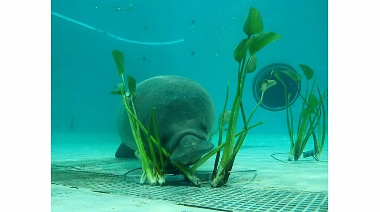 水底で食べているキュウ（提供：国営沖縄記念公園（海洋博公園）・沖縄美ら海水族館）