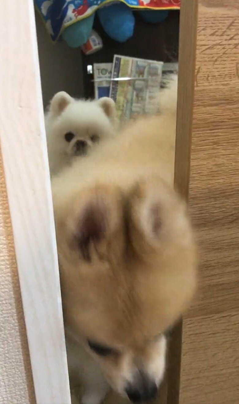 にんじゃくんが出ていくのを、後方から見つめるしんくんだった