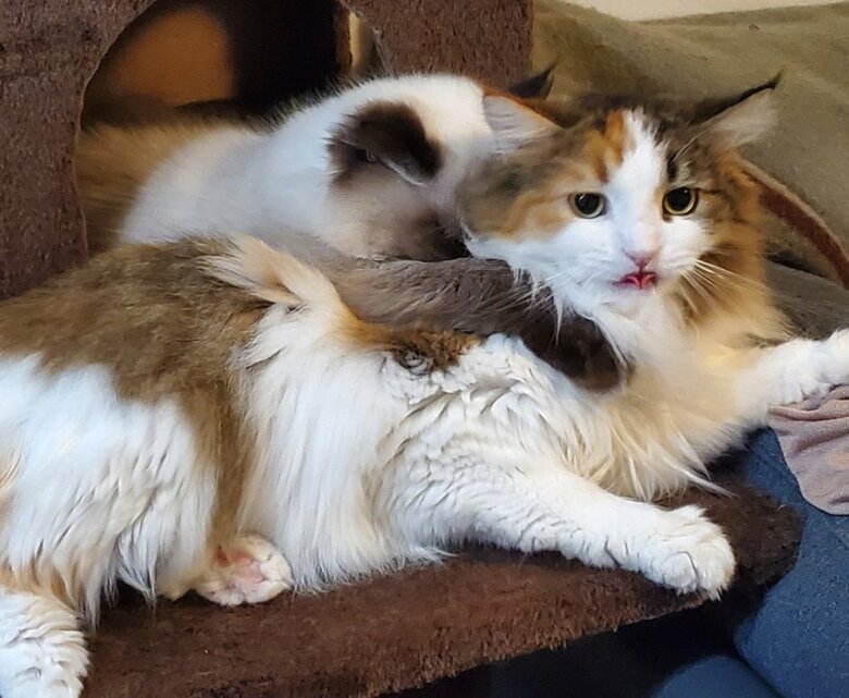 ごくごくまれに近づくことが許される（提供：ねぎまるさん）