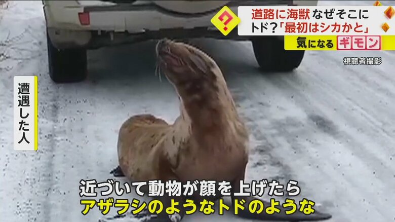 道路の真ん中にうずくまっているトド