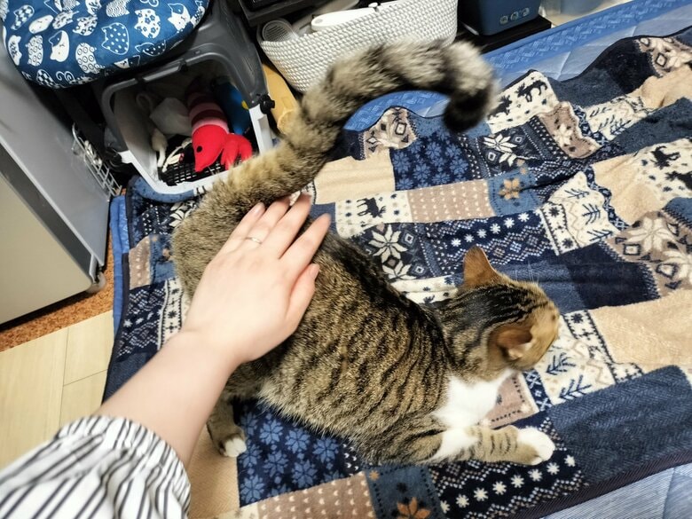 背中をなでるとお尻が上がってくる！（提供：猫のテトさん）
