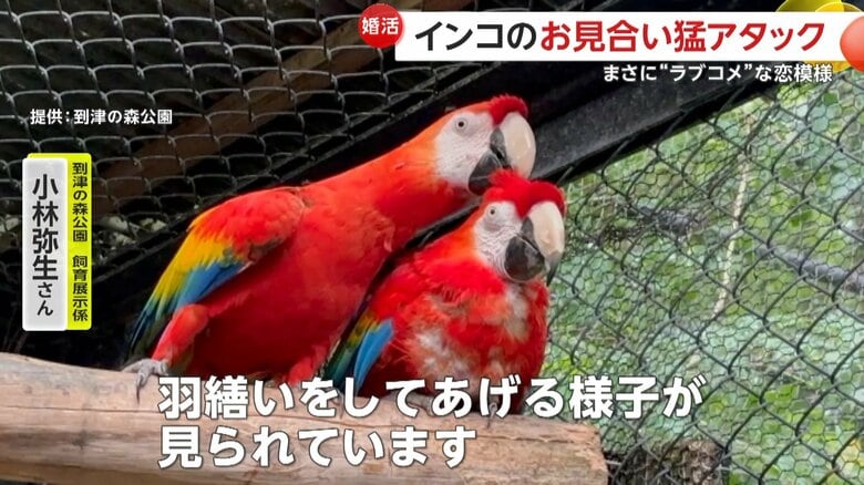 羽繕いをするようになった2羽