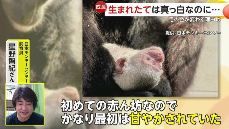 「初めての赤ん坊なので、かなり最初は甘やかされていた」と話す飼育員の星野智紀さん