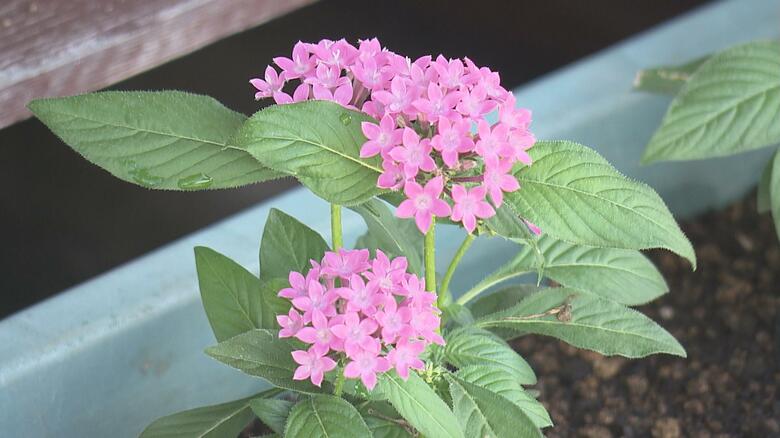 小野屋駅に飾られている花