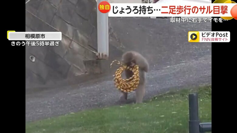 左手のないサルが芝生でロープを使って遊ぶ様子①