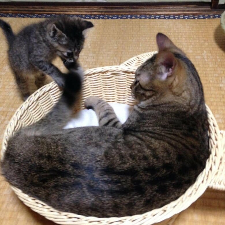 小さな頃から、ゆずちゃん（左）はかぼすくんが大好き