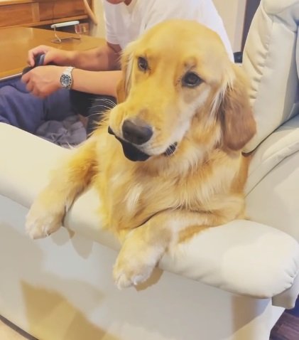 パパの靴下を食べちゃうスーシーちゃん