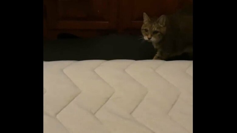 22歳でも元気なモカちゃん。ジャンプの様子その1