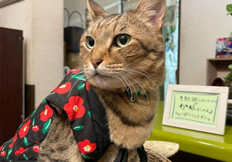 みんなの頼れるお兄ちゃん 支配猫・かぼすくん