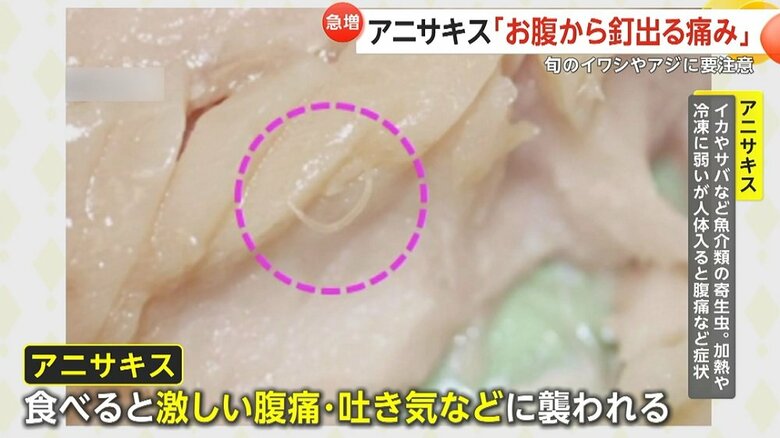 魚介類に寄生するアニサキス