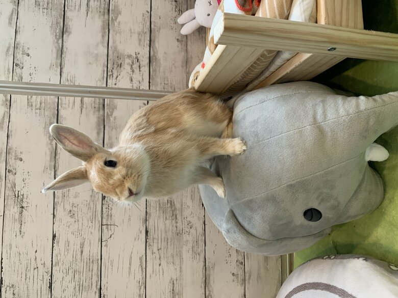 提供：げんまいとうるちさん