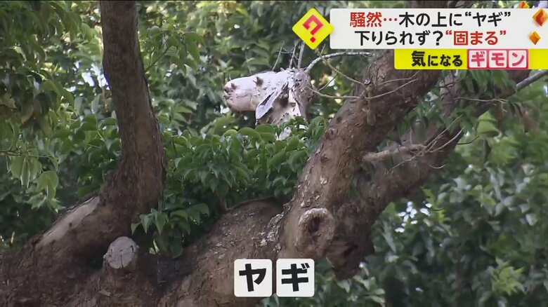 沖縄県那覇市の公民館の樹上にヤギのようなものが…