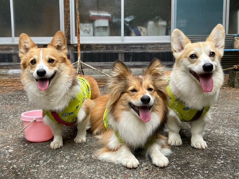 左からせこむちゃん、うりちゃん、くまくん